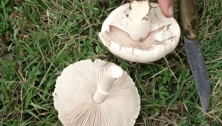 Uzmanlardan kritik uyarı: Her 3 ‘yenilebilir’ mantardan 1’i zehirleyebilir