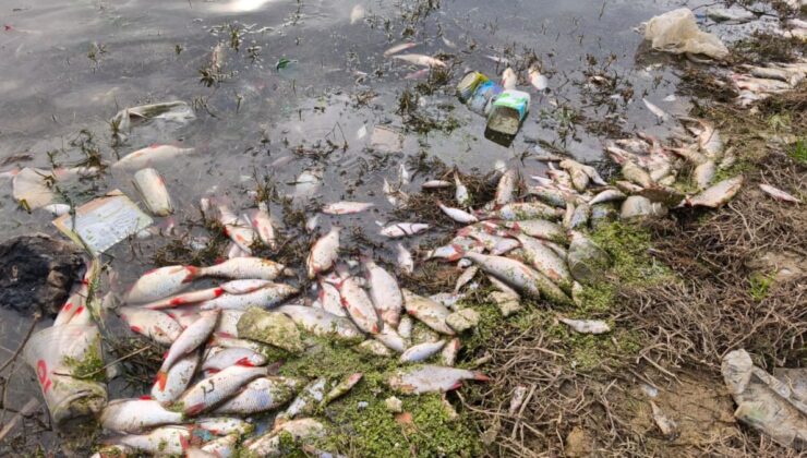 İstanbul’da gölette endişe verici görüntüler! Yüzlerce ölü balık kıyıya vurdu