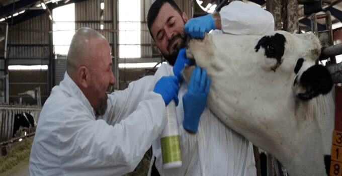 Şap hastalığı için sprey geliştirdiler