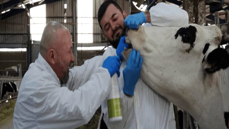 Şap hastalığı için sprey geliştirdiler