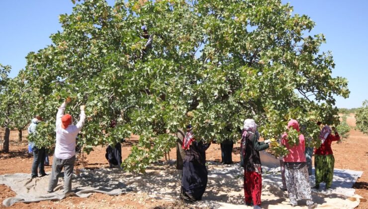 Tonlarca hasat edilip, 94 ülkeye gönderildi: Kilosu altınla yarışıyor