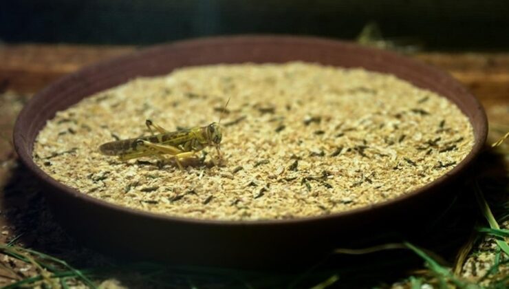 Türkiye’de üretilen böcek ununu Avrupa ısrarla istiyor