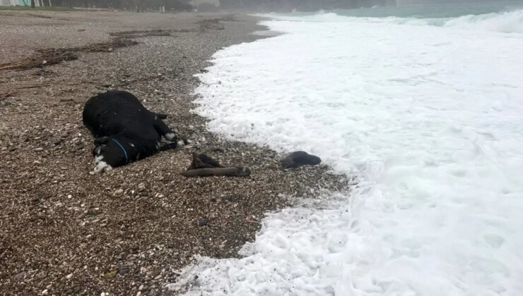 Kenti sel aldı, dünyaca ünlü sahilde kıyıya dana vurdu