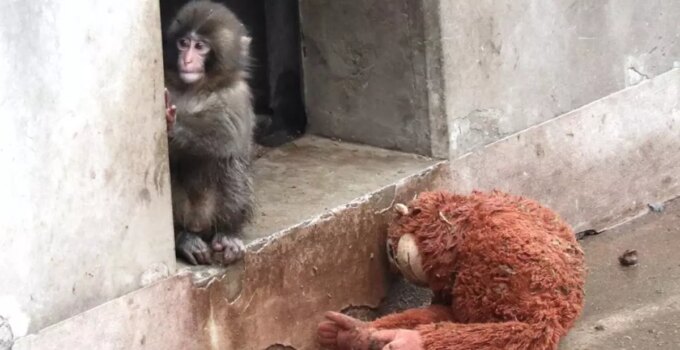 Yavru maymun Punch’ın son görüntüsü izleyenleri üzdü