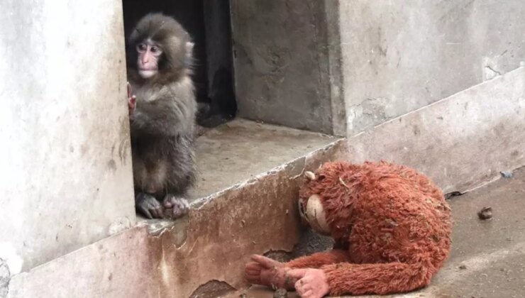 Yavru maymun Punch’ın son görüntüsü izleyenleri üzdü