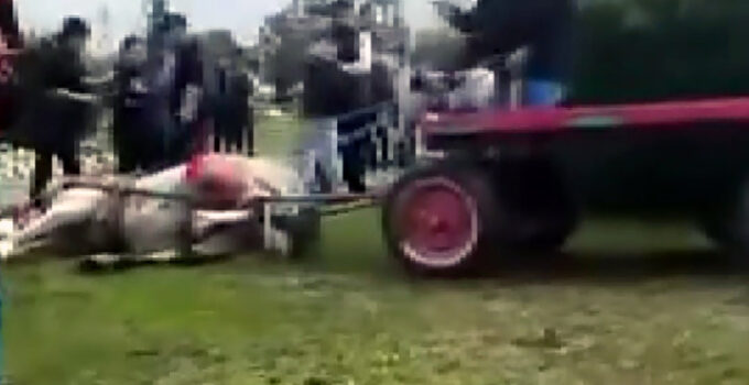 Adana’da hayvana eziyet! Atı döverek bayılttı