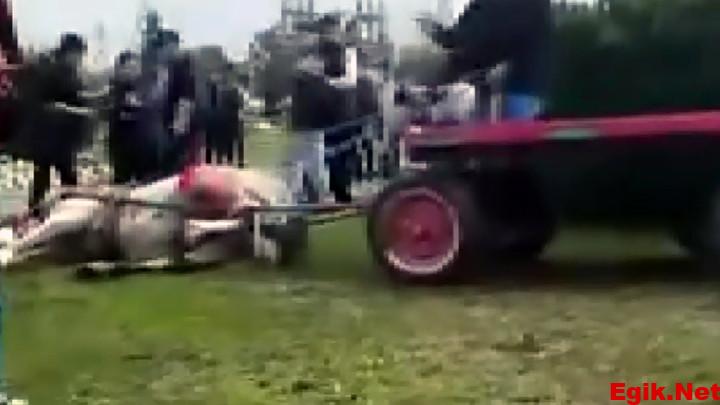 Adana’da hayvana eziyet! Atı döverek bayılttı