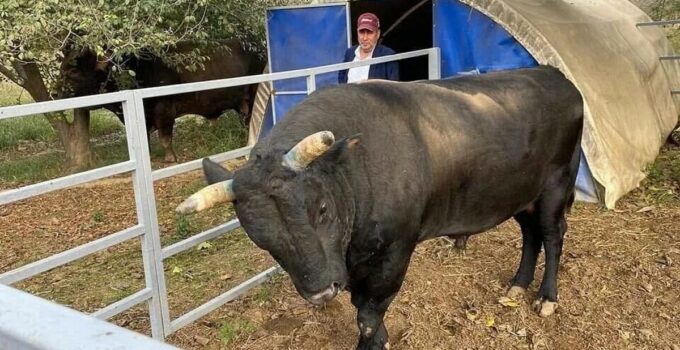 Aydın’da boğanın saldırdığı besici yoğun bakımda