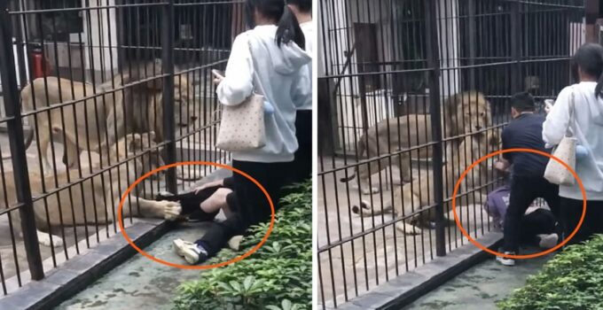 Çin’de dehşet anları: Aslan 10 yaşındaki kızın bacağını yakaladı