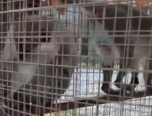 Denizli’de özel havuzda 3 örümcek maymunu ele geçirildi