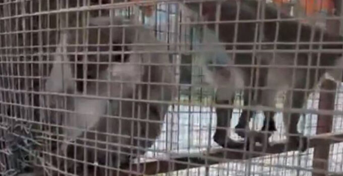 Denizli’de özel havuzda 3 örümcek maymunu ele geçirildi