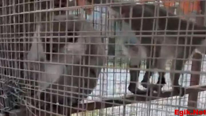 Denizli’de özel havuzda 3 örümcek maymunu ele geçirildi