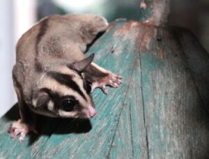 Doğa Koruma Ekipleri, kaçak bakılan 33 şeker planörünü kurtardı