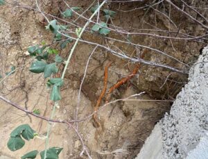 Fidan dikmek için bahçeye indi, toprağı eşeleyince dehşetle karşılaştı