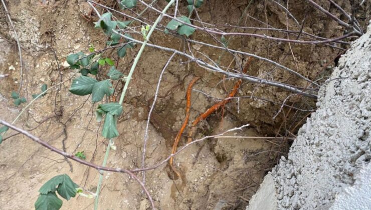 Fidan dikmek için bahçeye indi, toprağı eşeleyince dehşetle karşılaştı