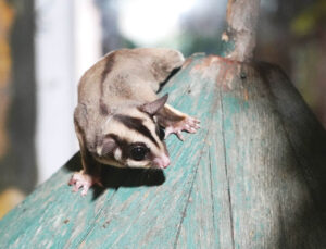 Kaçak bakılıyorlardı… 33 uçan sincap korumaya alındı