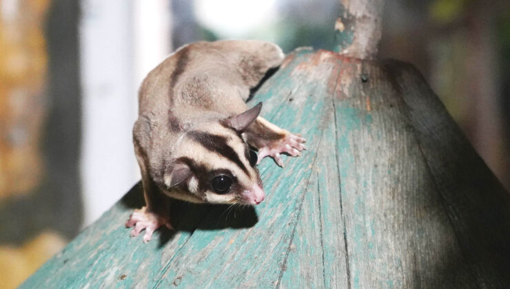 Kaçak bakılıyorlardı… 33 uçan sincap korumaya alındı