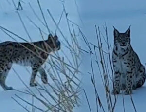 Karlı arazide dolaşırken görüldü: Köyde büyük bir heyecan yarattı