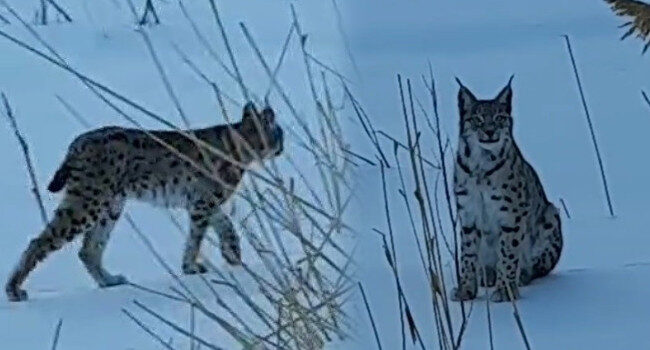 Karlı arazide dolaşırken görüldü: Köyde büyük bir heyecan yarattı