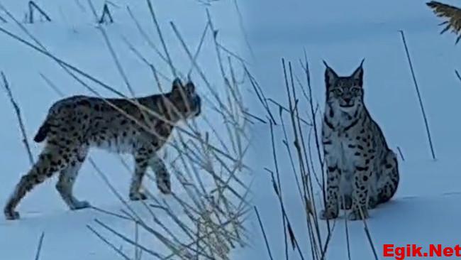 Karlı arazide dolaşırken görüldü: Köyde büyük bir heyecan yarattı