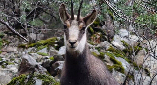Türkiye’de sadece Gümüşhane’de görülüyor: Cazibe merkezi haline geldi