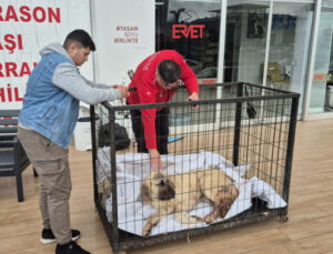 Zonguldak’ta kayıp ilanı verdiği köpeğini vurulmuş halde buldu! Şüpheli tutuklandı