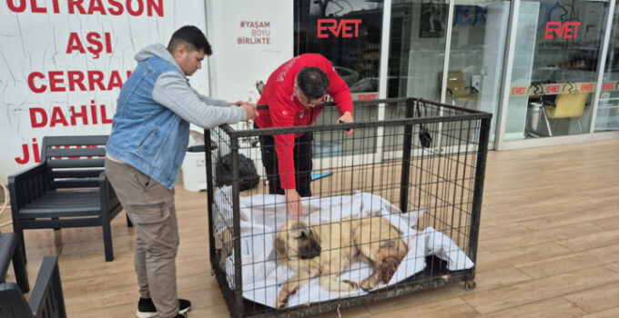 Zonguldak’ta kayıp ilanı verdiği köpeğini vurulmuş halde buldu! Şüpheli tutuklandı