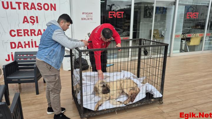 Zonguldak’ta kayıp ilanı verdiği köpeğini vurulmuş halde buldu! Şüpheli tutuklandı