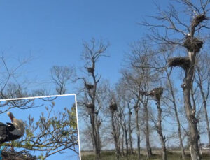 Afrika’dan 7 bin kilometre yol kat ederek geldiler: Bölgede 5 ay kalacaklar