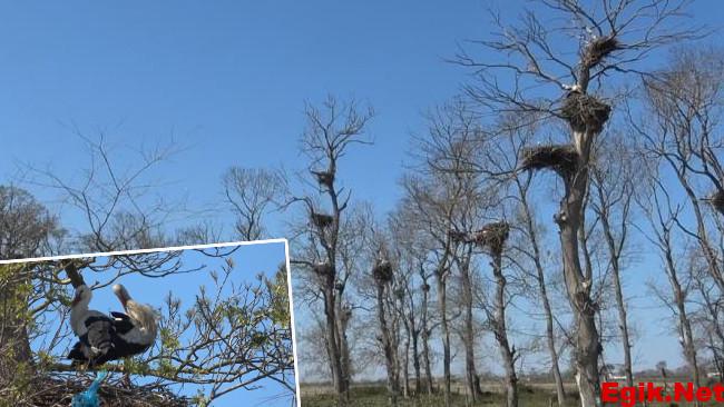 Afrika’dan 7 bin kilometre yol kat ederek geldiler: Bölgede 5 ay kalacaklar