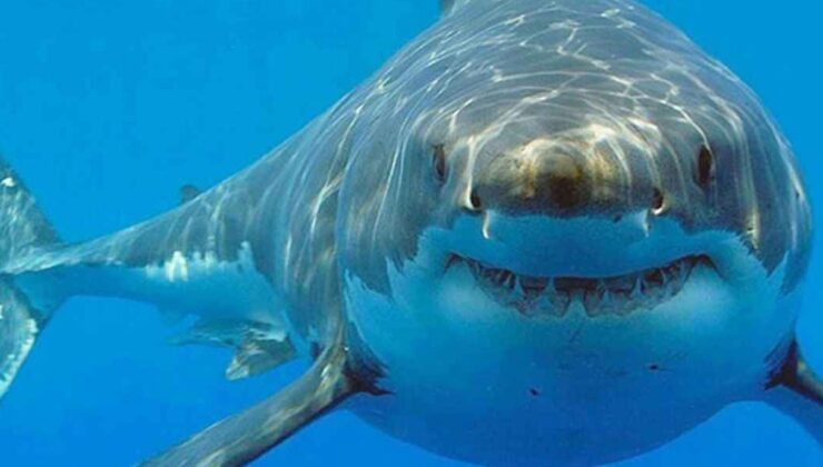 Araştırma: Bahamalar’daki köpek balıklarında kokain ve kafein kirleticileri saptandı