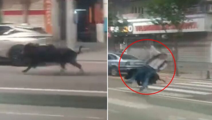 Batman’da kent merkezine inen yaban domuzu 3 kişiyi yaraladı