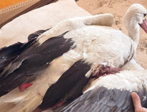 Bu ne vicdansızlık… 2 ayda 53 leylek vuruldu