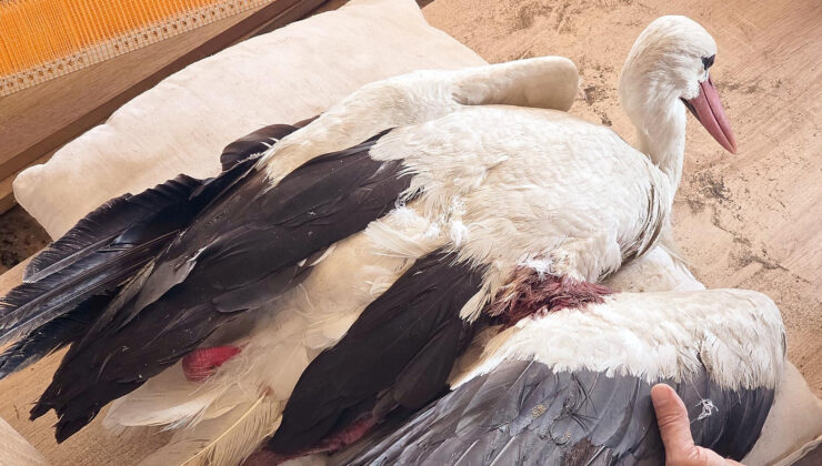 Bu ne vicdansızlık… 2 ayda 53 leylek vuruldu