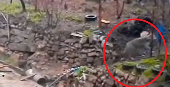 Doğada yiyecek bulamayınca mahalleye indi