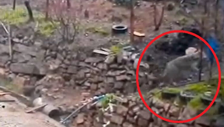 Doğada yiyecek bulamayınca mahalleye indi