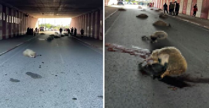 Hatay’da otomobilin çarptığı sürüdeki 17 koyun öldü