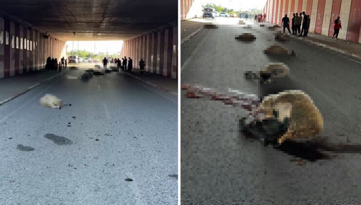 Hatay’da otomobilin çarptığı sürüdeki 17 koyun öldü