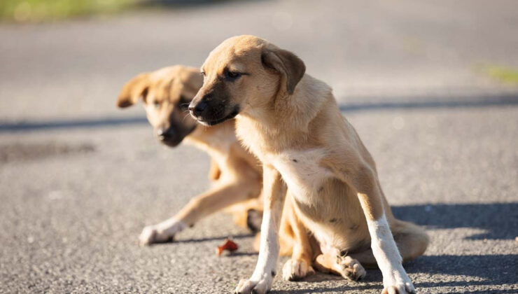 İçişleri’nden sokak hayvanı açıklaması… Yüzde 78’i toplandı