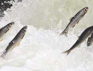 İnci kefaline göç temizliği