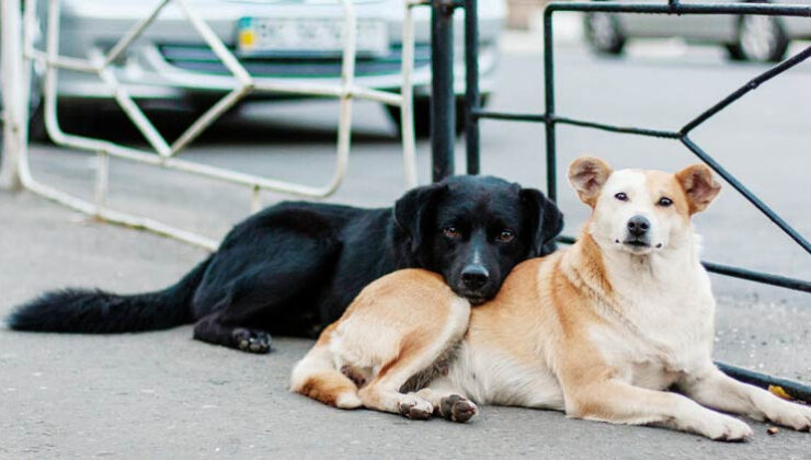 İstanbul Valiliği’nden belediyelere: Sahipsiz köpekleri toplayın