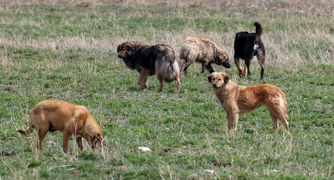 İstanbul Valiliği’nden sahipsiz köpekler için talimat: Belediyelere yazı gönderildi