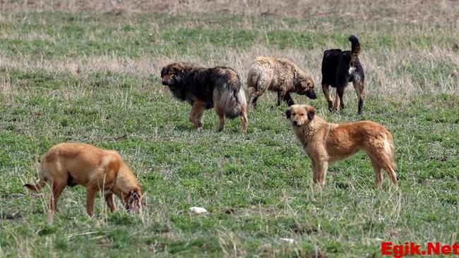 İstanbul Valiliği’nden sahipsiz köpekler için talimat: Belediyelere yazı gönderildi