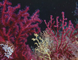 Marmara’ya mercan nakli