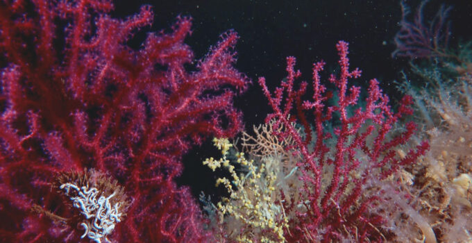 Marmara’ya mercan nakli