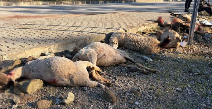 Motosiklet koyun sürücünün arasına daldı: Sürücü yaralandı, 8 koyun öldü