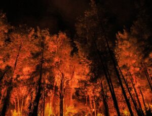 Türkiye’de geçen yıl 3 bin 224 orman yangını çıktı