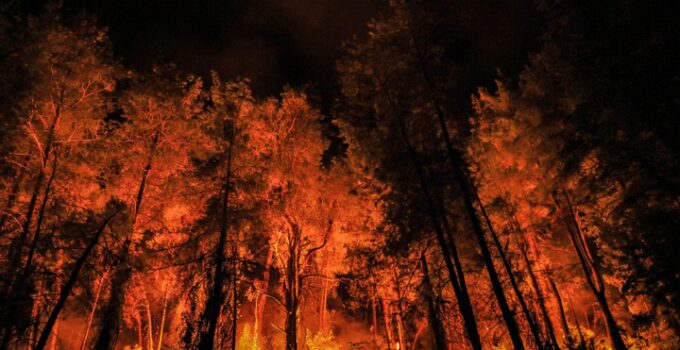 Türkiye’de geçen yıl 3 bin 224 orman yangını çıktı