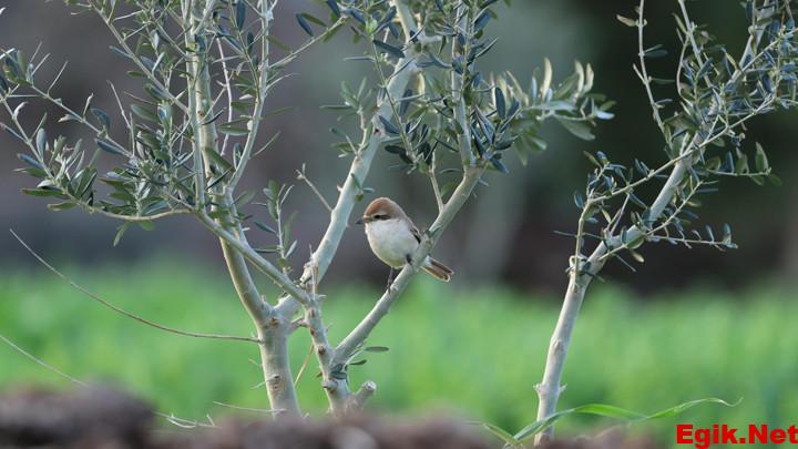 Türkiye’de nadir görülüyor: 8. kez kayıt altına alındı
