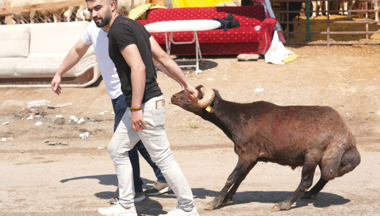 ‘Kurban’ klasikleri… Kaçan boğalar, yollarda kesimler, acemi kasaplar
